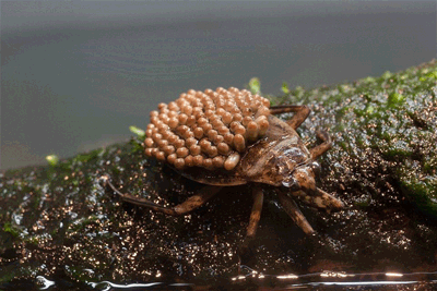 开始给了一个图片题目:giant water bug with eggs on the male bugs